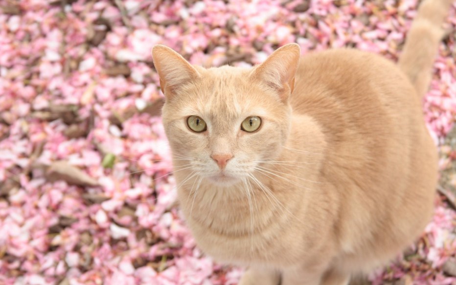 Шотландский кот прямоухий бежевый