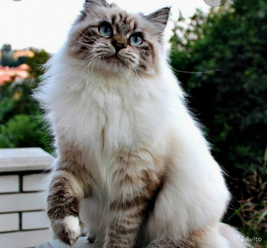 Невская маскарадная кошка
