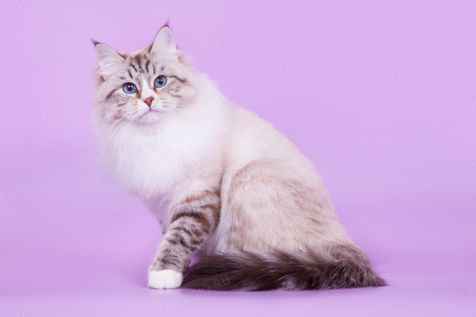 Невская маскарадная кошка