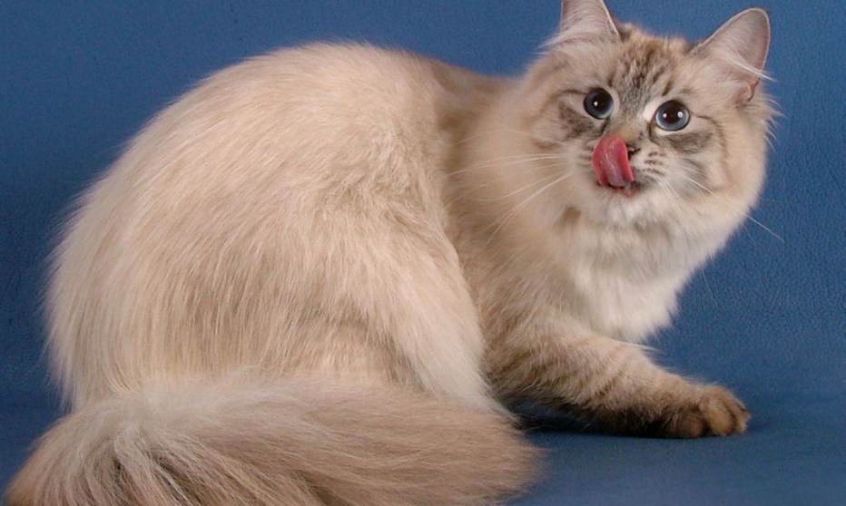 Невская маскарадная котята
