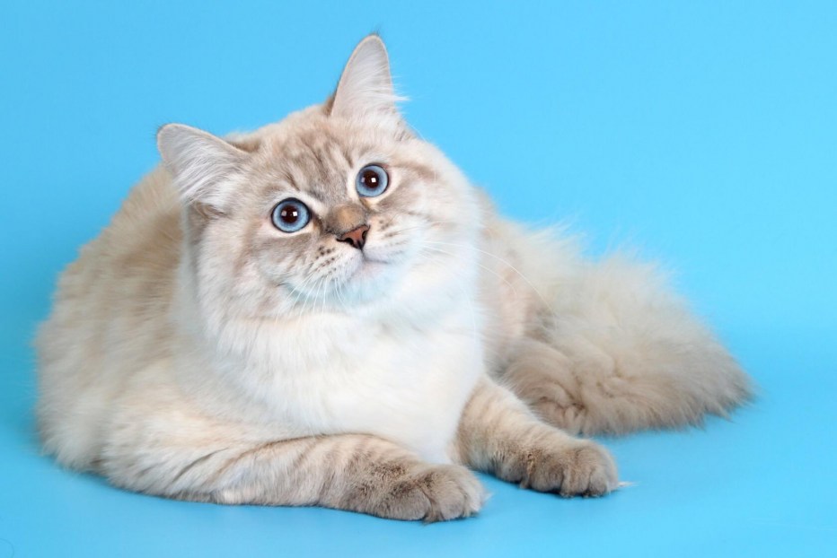 Невская маскарадная кошка