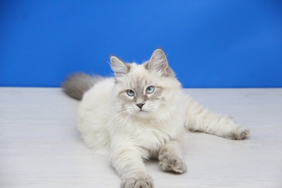 Невская маскарадная кошка