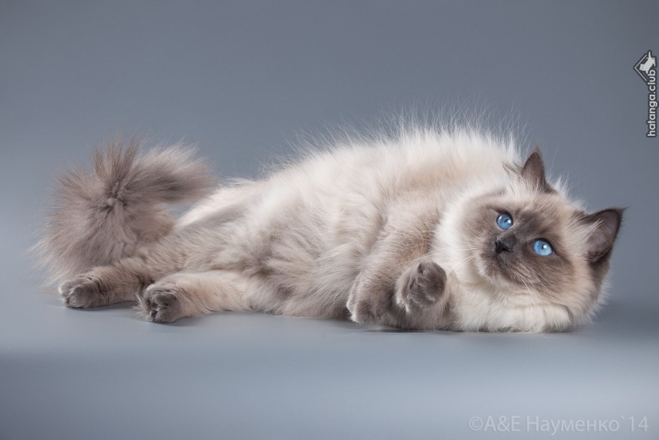 Невская маскарадная кошка с котятами