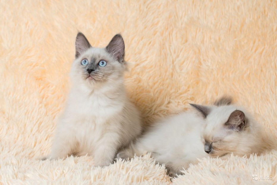 Невские маскарадные кошки котята