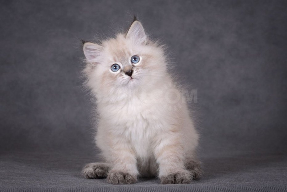 Котята Невской маскарадной
