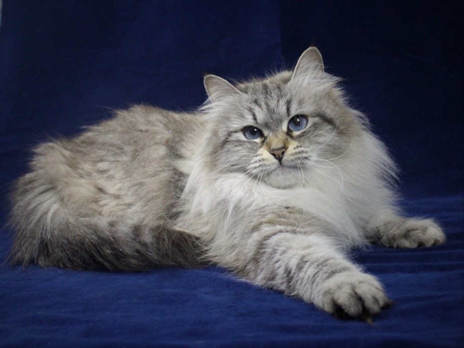 Невская маскарадная котята