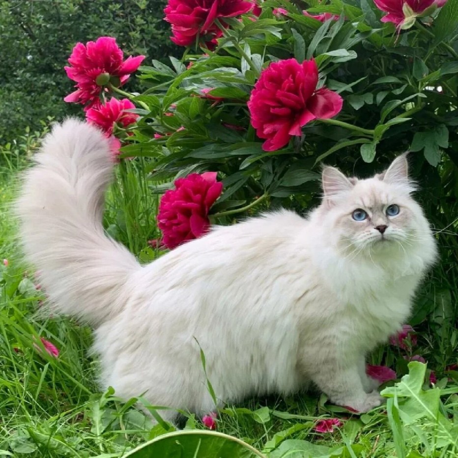 Невский маскарадный