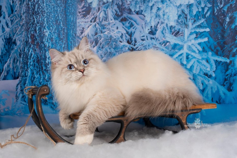 Невская маскарадная кошка