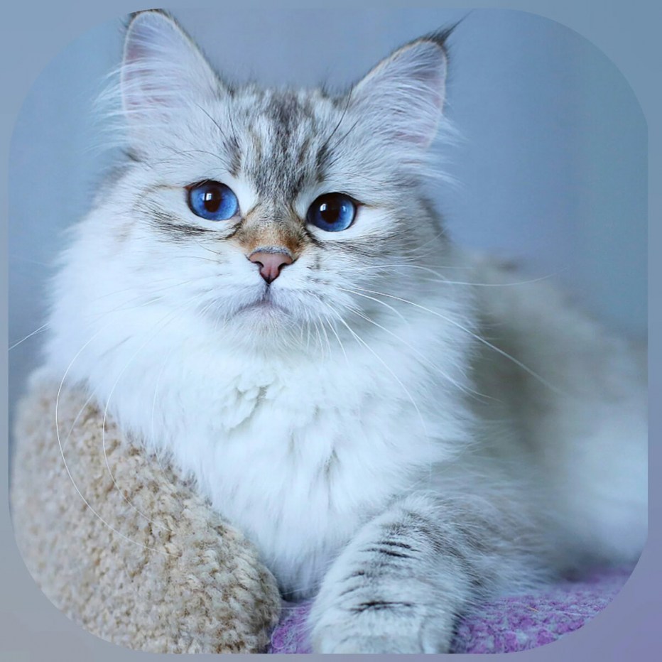 Сибирская маскарадная кошка