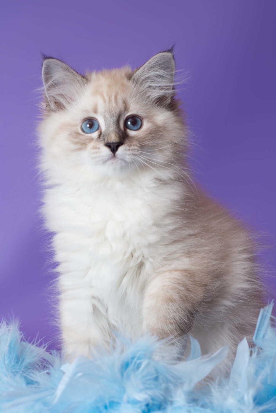 Невская маскарадная кошка кот