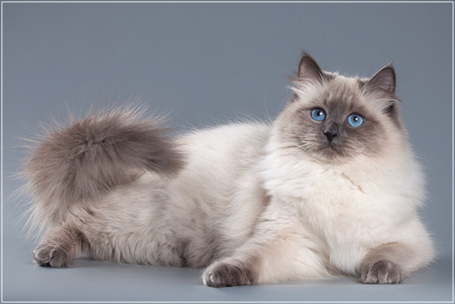 Кошка немецкая маскарадная