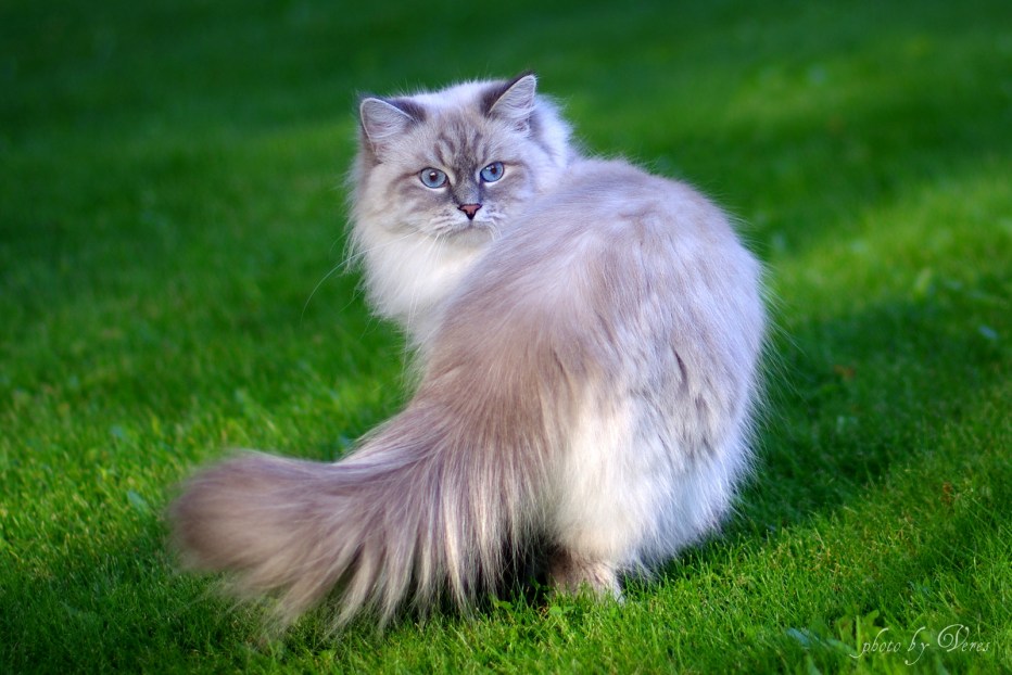 Кошка немецкая маскарадная