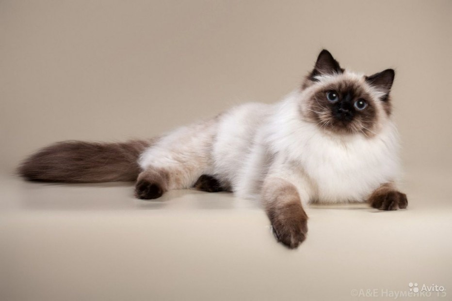 Невская маскарадная кошка с котятами