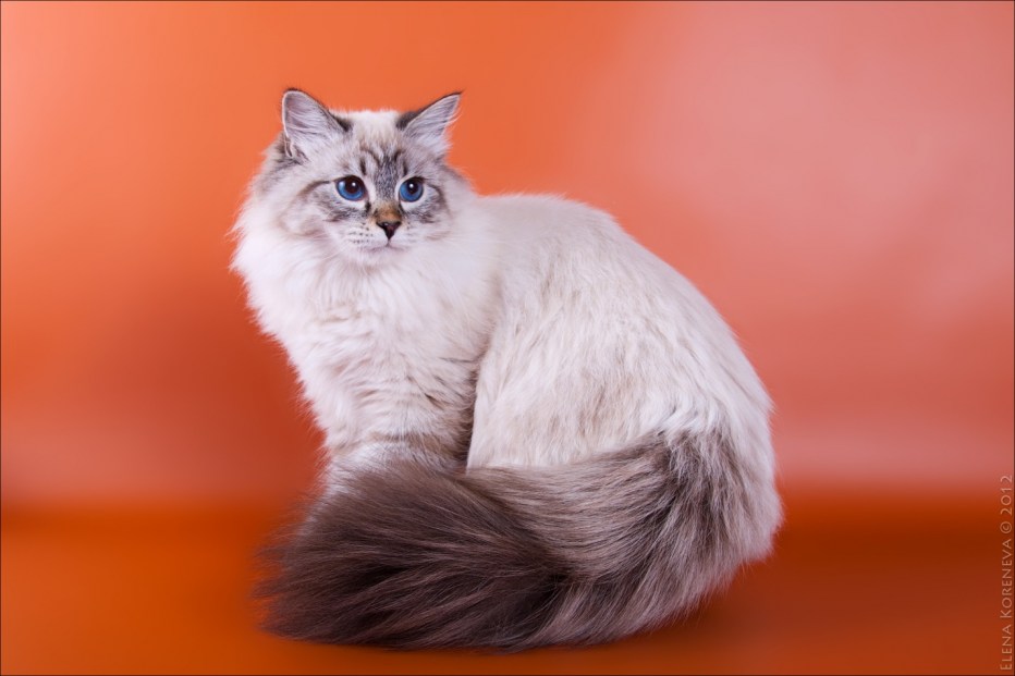 Невская маскарадная кошка