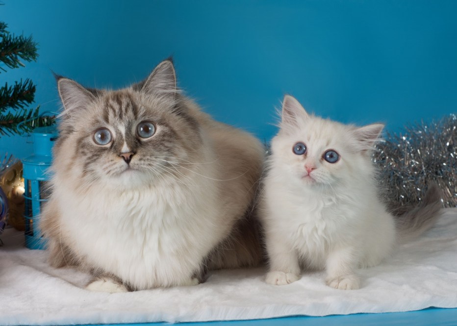 Котята Невской маскарадной в СПБ