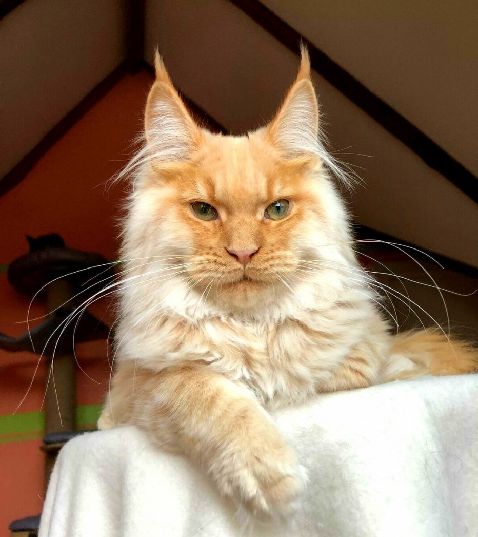 Коты великаны Мейн куны