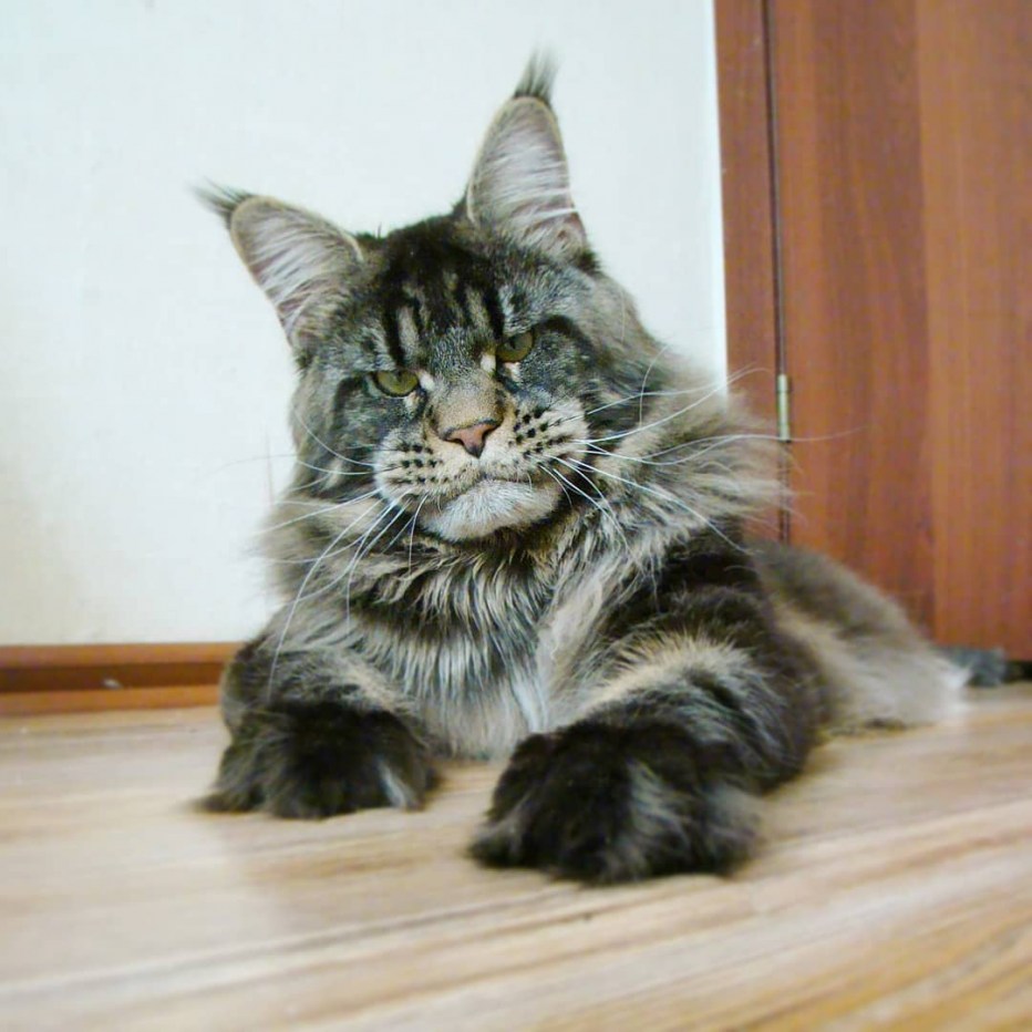 Мэйн кошка Мейн кун