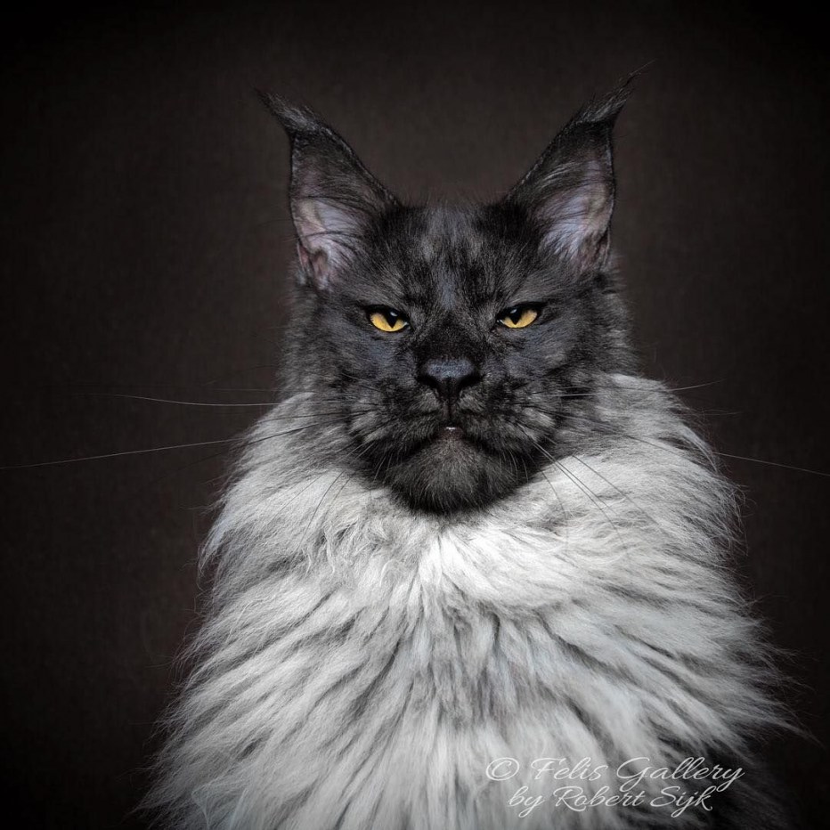 Кот Мейн кун