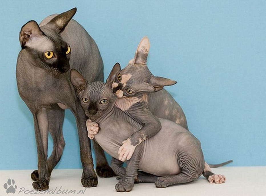 Накаченный кот сфинкс