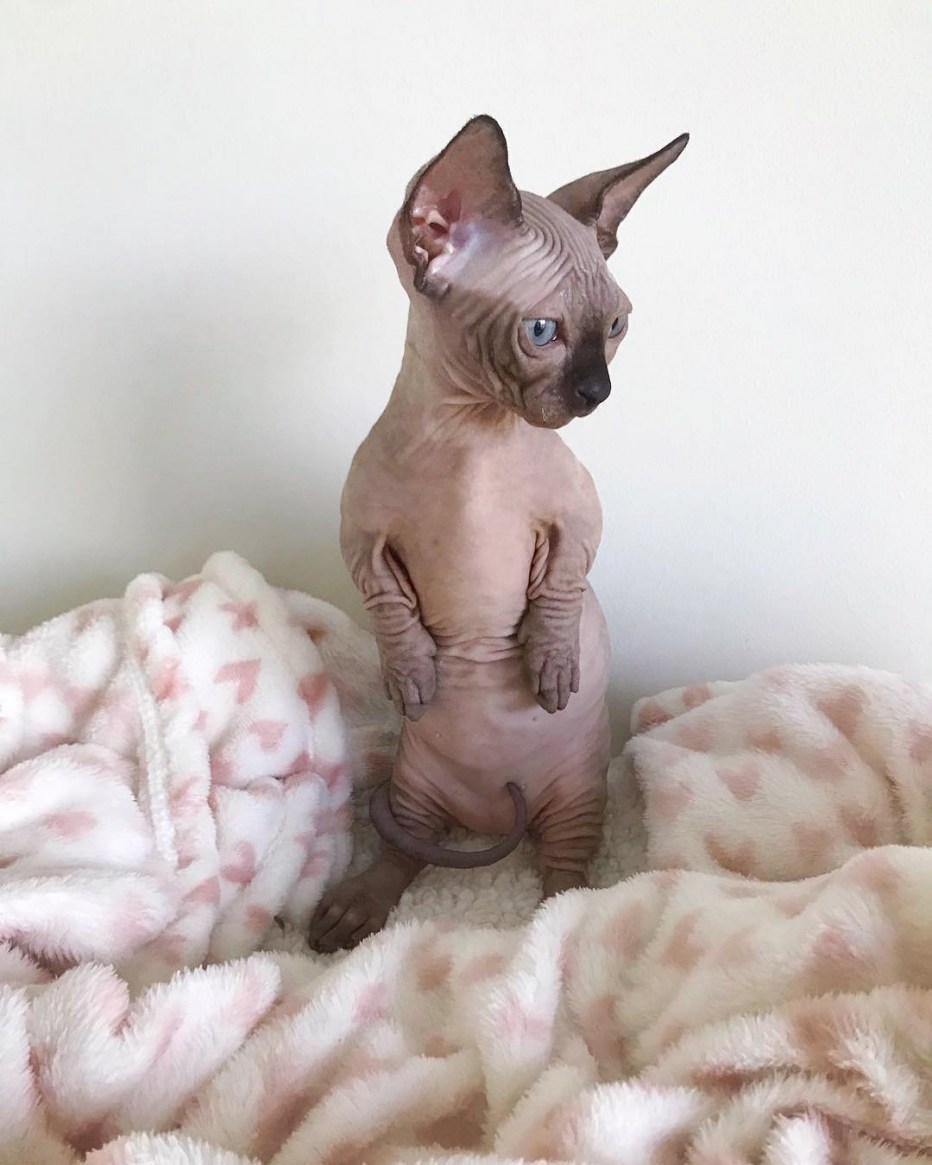 Имена для лысых котов