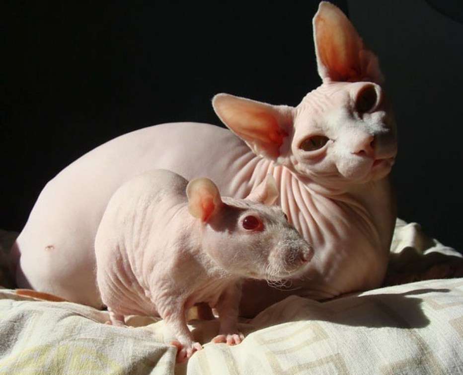 Cat fat Донской сфинкс