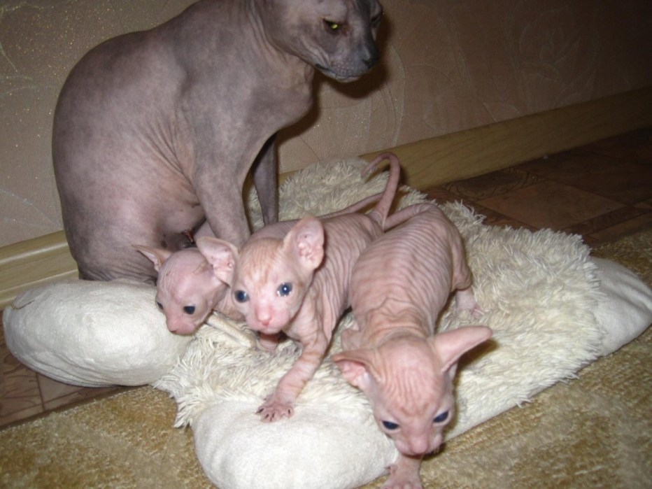 Донской сфинкс кошка с котенком