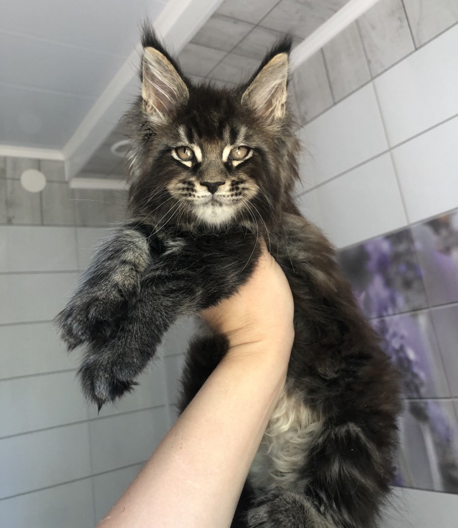 Кот Мейн кун Размеры
