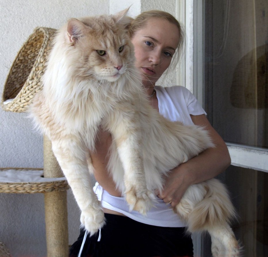 Мейн кун великан