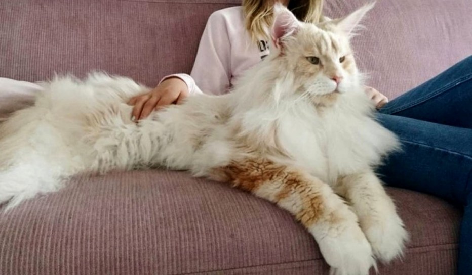 Коты Мейн кун