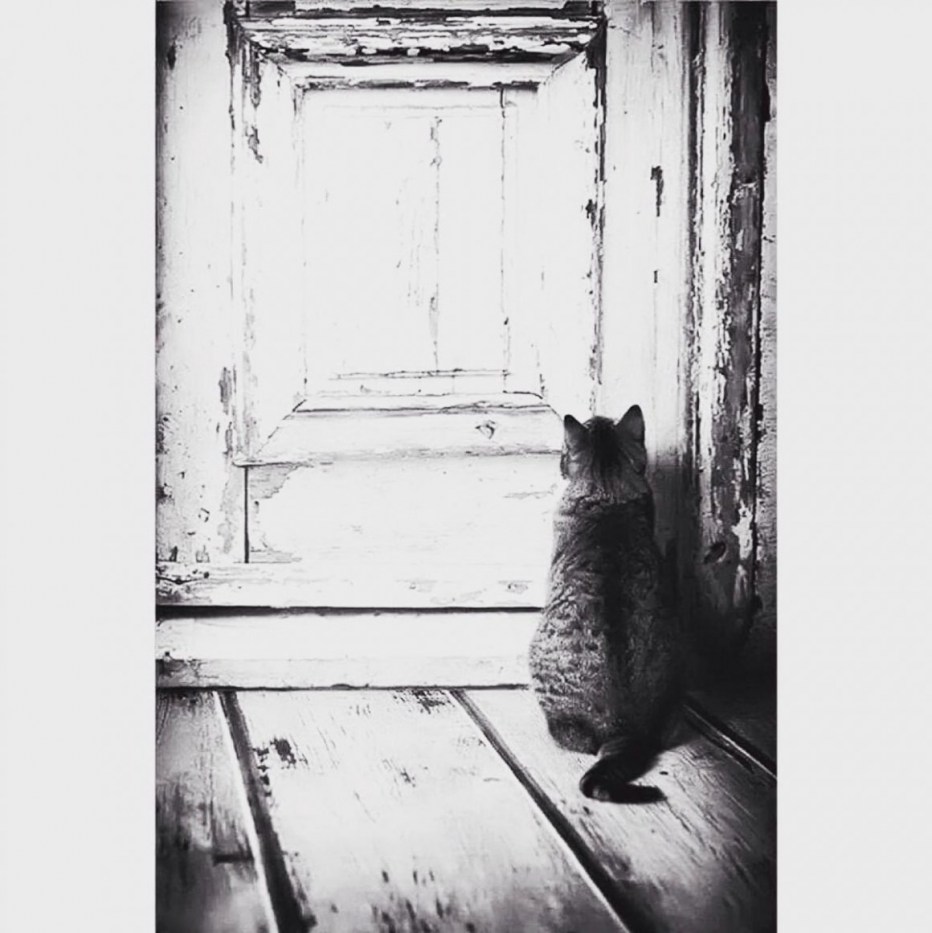 Котенок под дверью