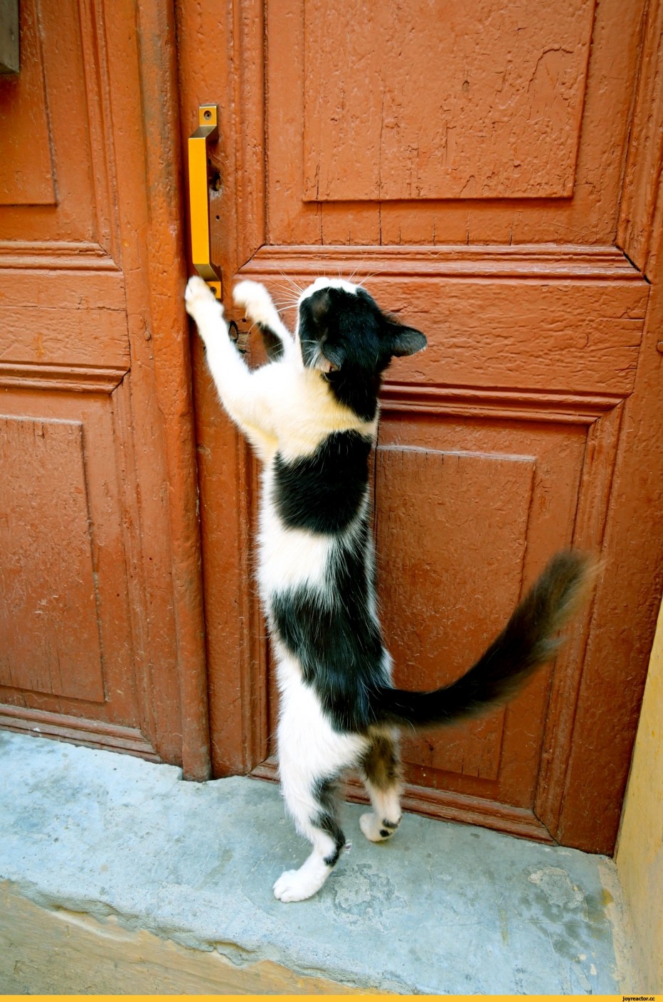 Кот открывает дверь