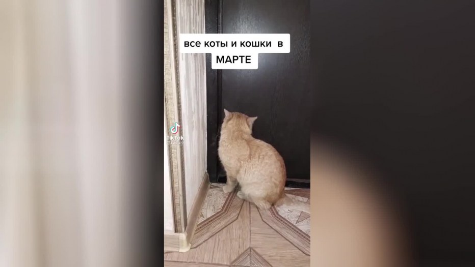 Открой дверь говорящий кот
