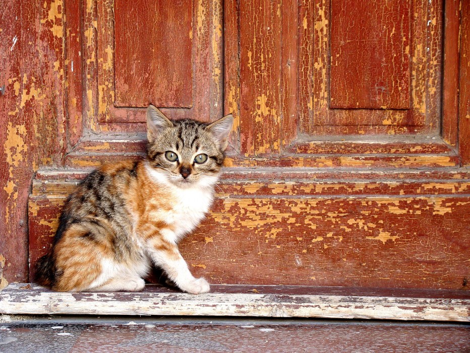 Кот около двери