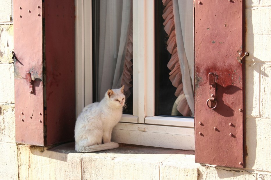 Кошки на ступенях