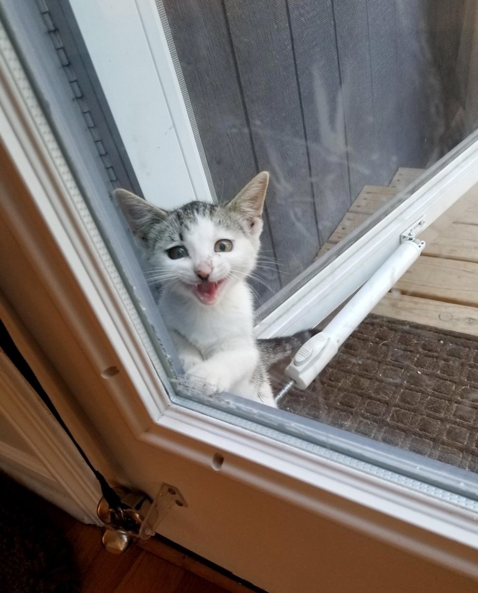 Кошка на пороге