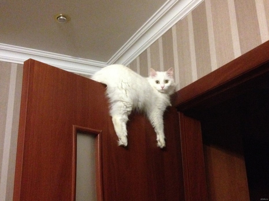 Дверь для кота