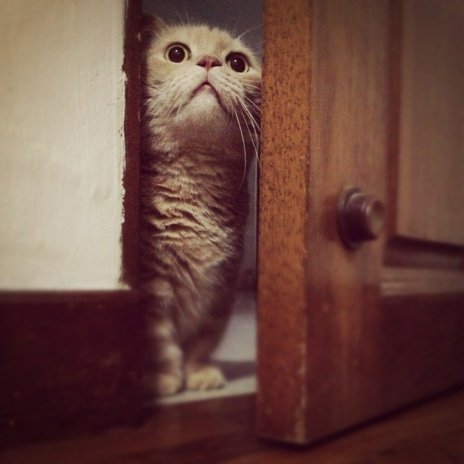 Кот заглядывает в дверь