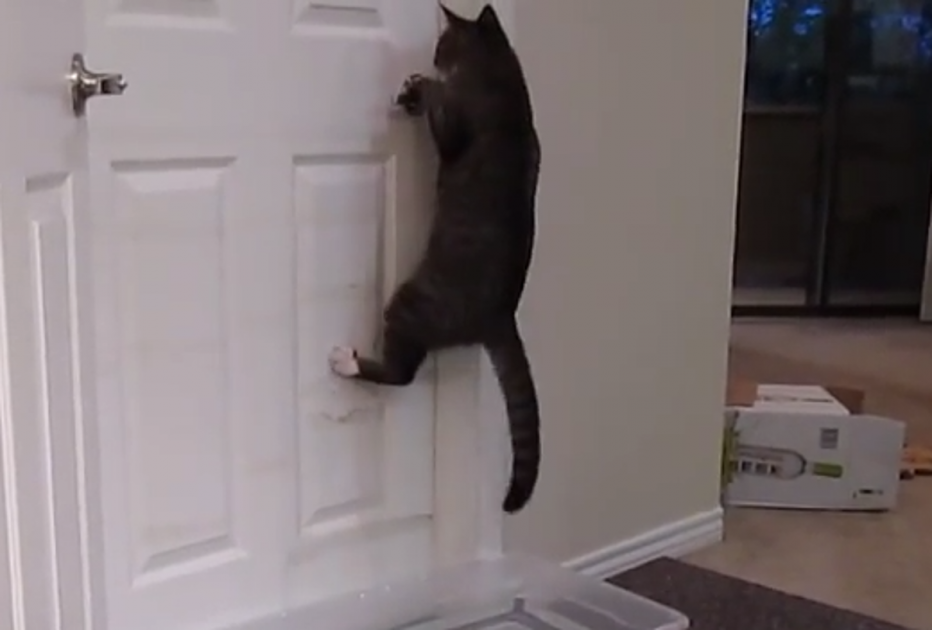 Двери и коты