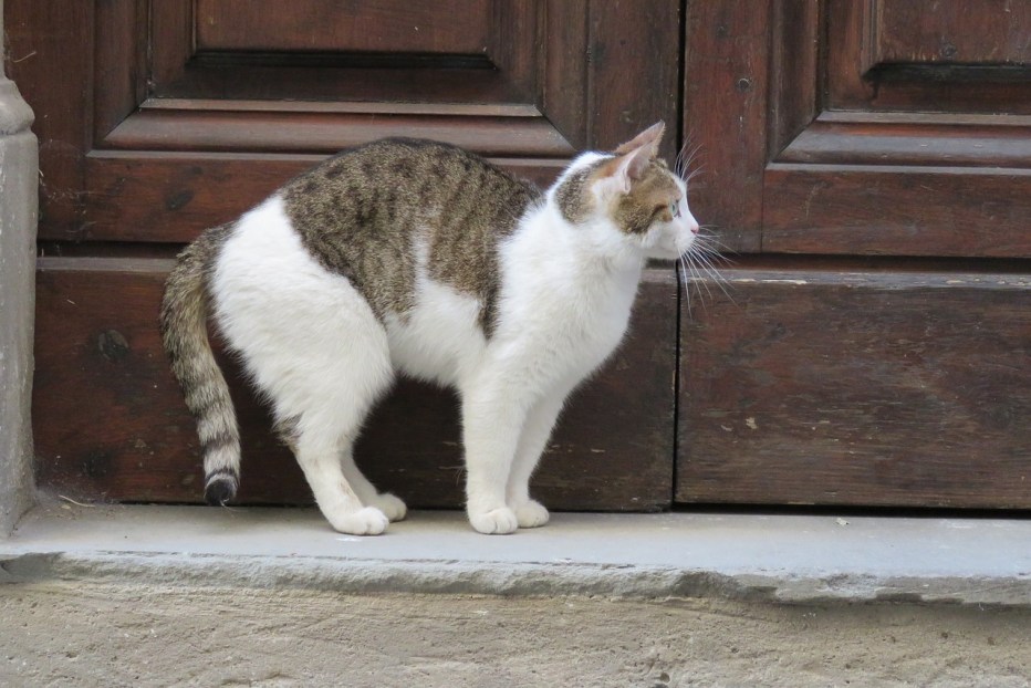 Дверь для кошки