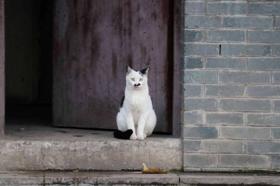 Дверь для кота