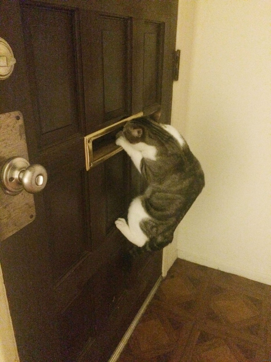 Кошки стерегут Амбар