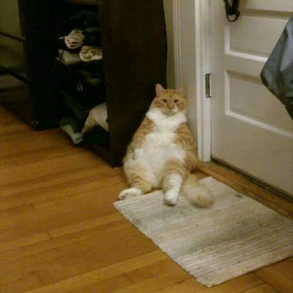 Кот встречает