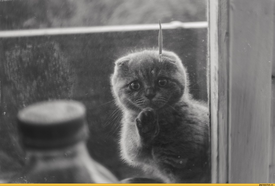 Деревенский кот