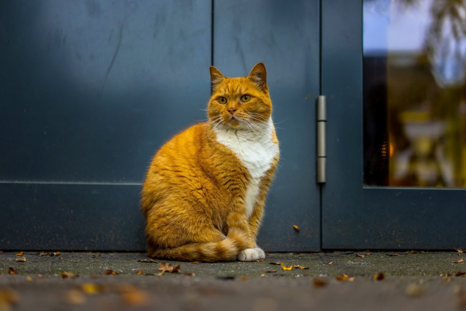 Дверь для кота