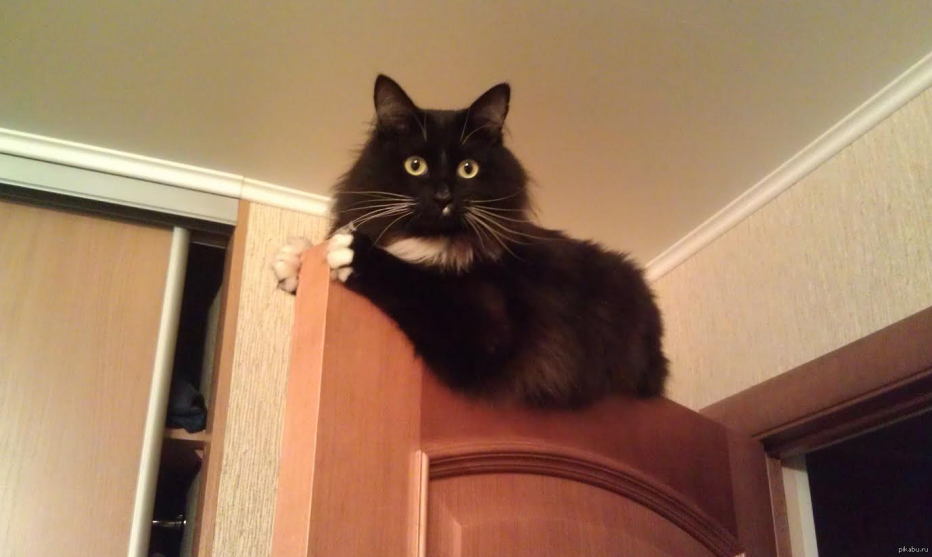 Котик и дверь