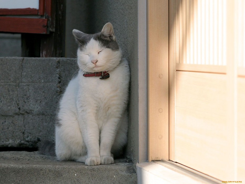 Коты сидят под дверью