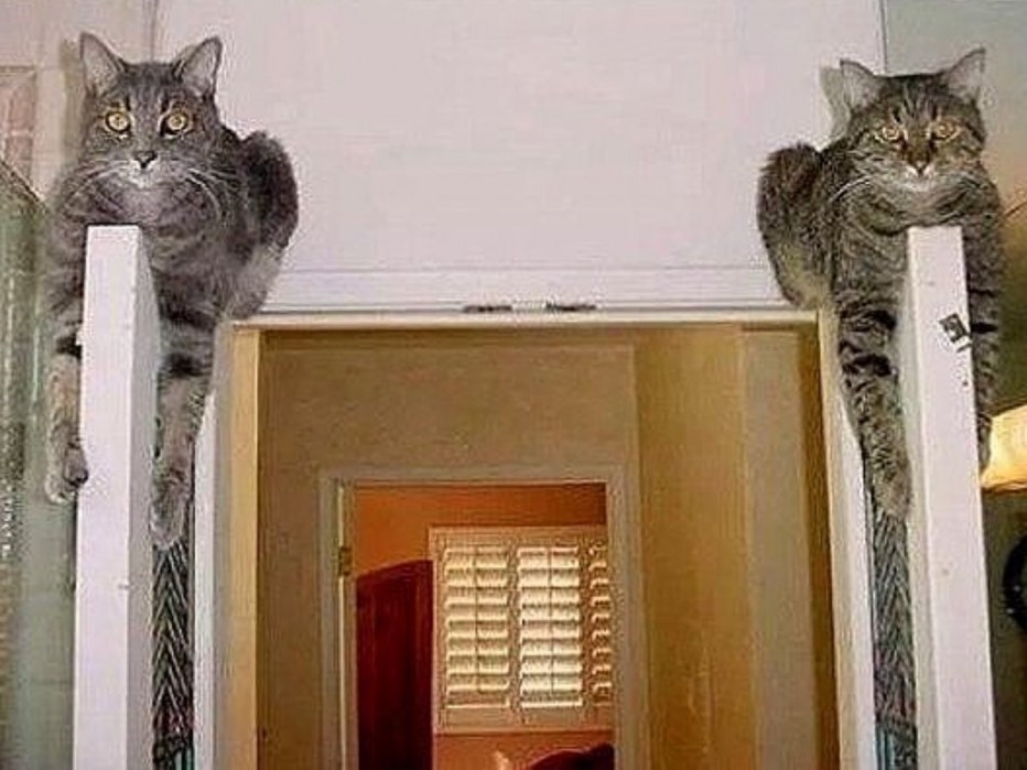 Кот застрял в окне