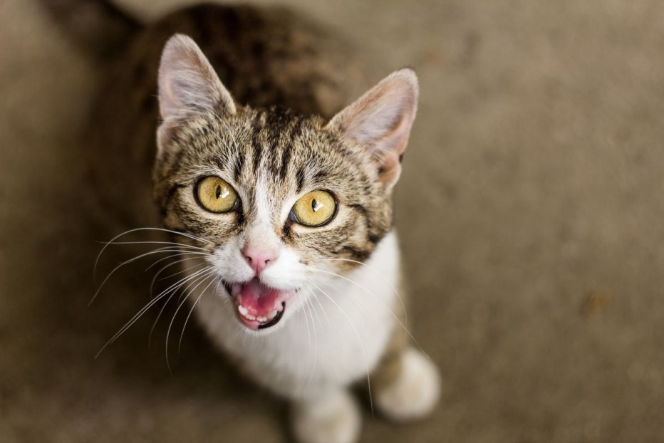 Мяук кота
