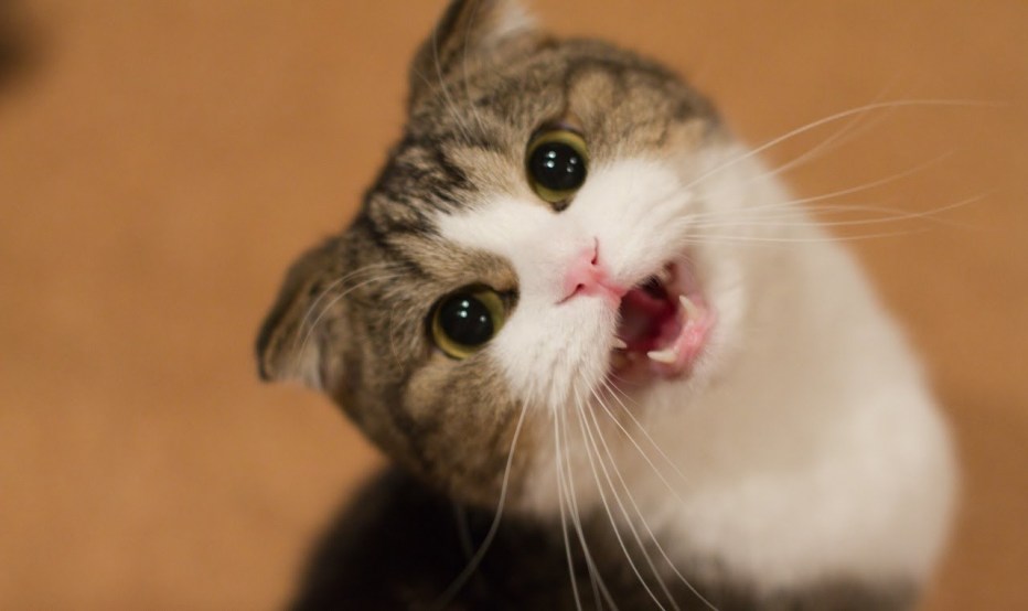 Котик с открытым ртом