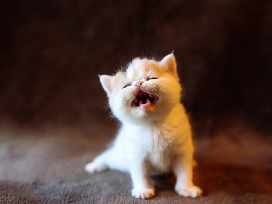 Котенок мяукает